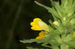 Yellow glandweed